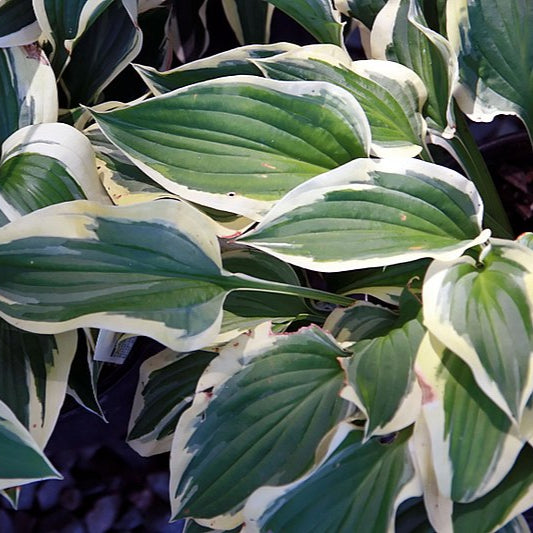 Hosta Patriot / 2 Ltr pot