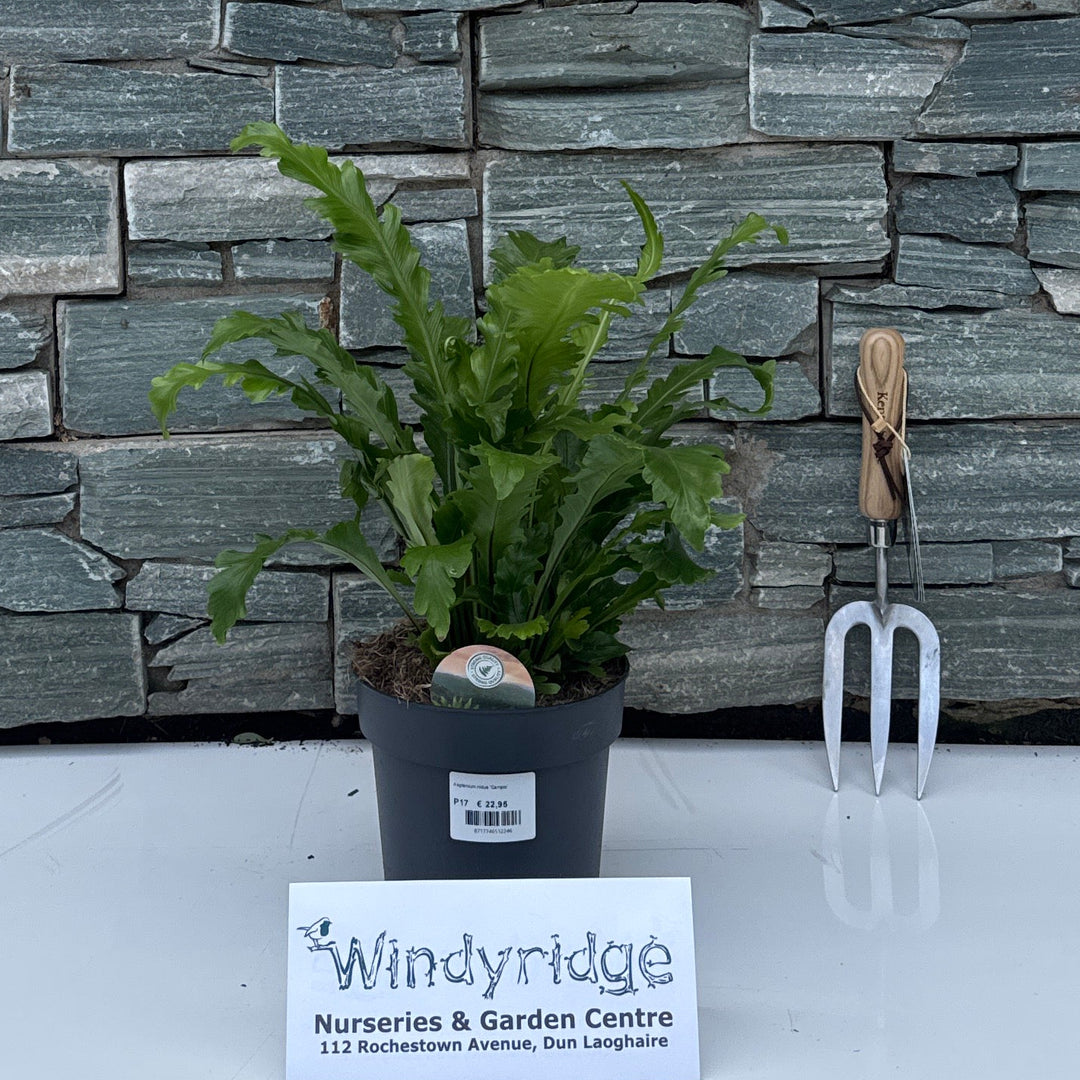 Asplenium nidus 'Campio' Air So Pure P17 - Indoor Plants - Windyridge Garden Centre
