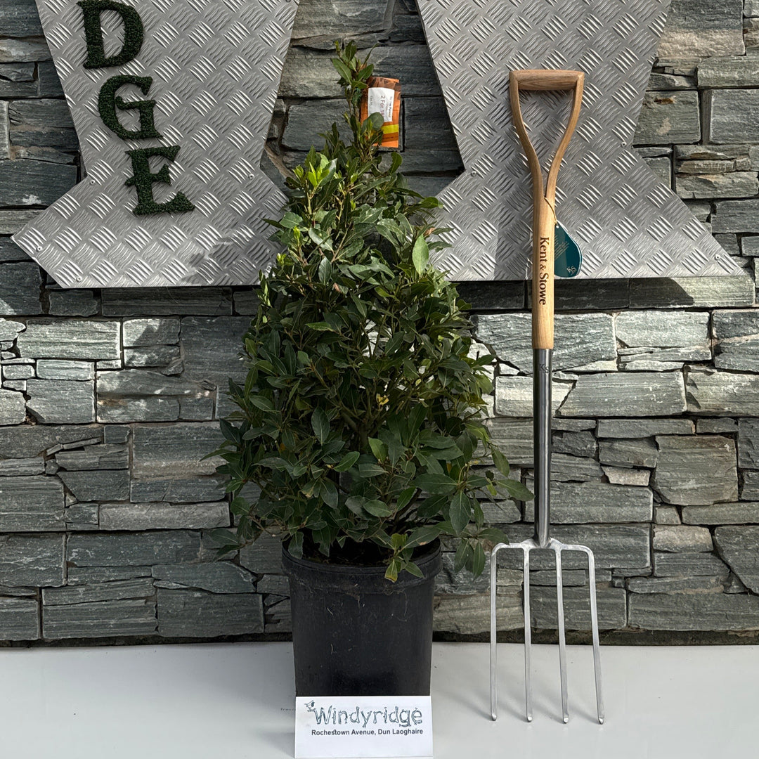 Bay Tree Pyramid 120cm