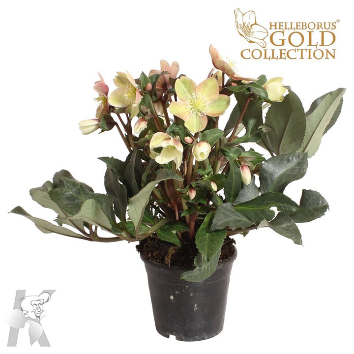 Helleborus (HGC) Mallory  P15