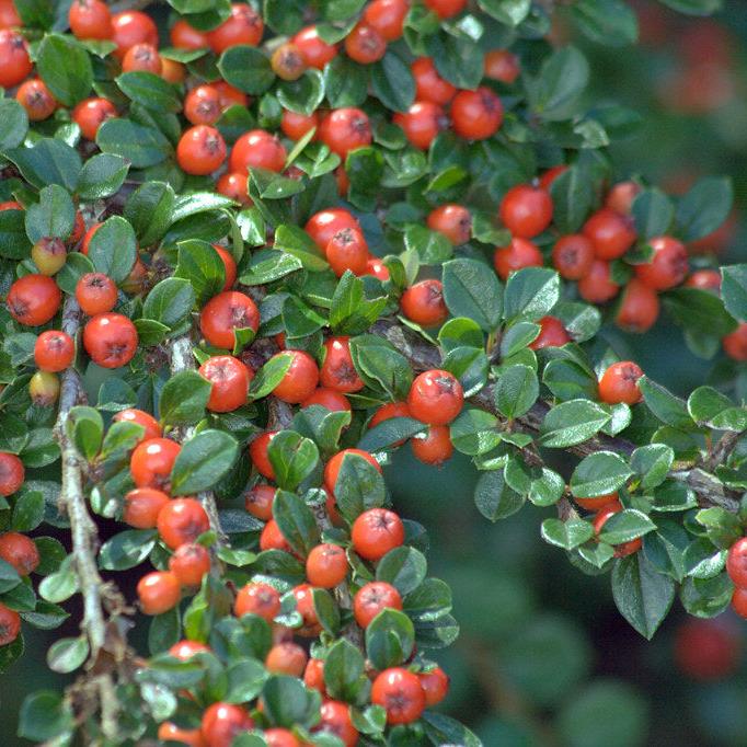 Cotoneaster Horizontalis - Shrubs - Windyridge Garden Centre