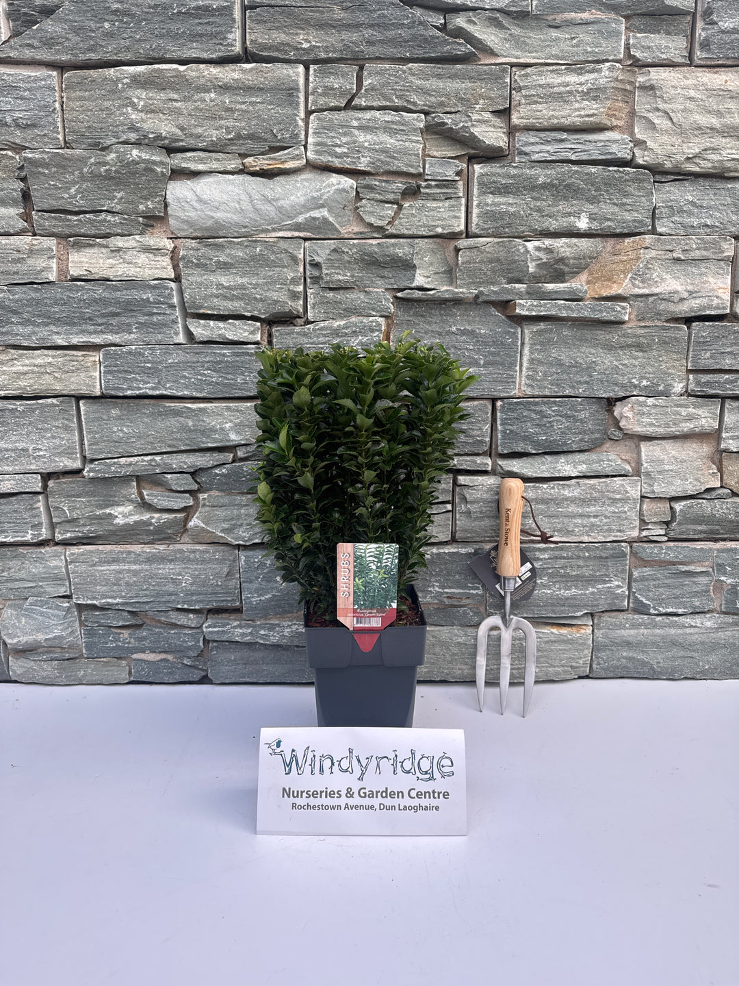 Euonymus jap. Green Spire  2L, square pot