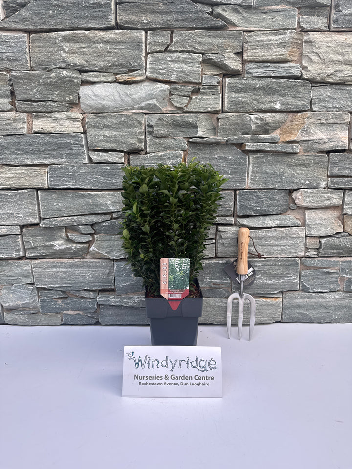 Euonymus jap. Green Spire  2L, square pot