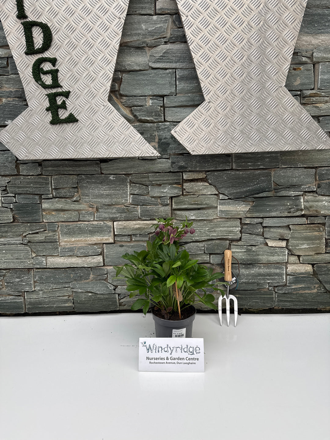 Helleborus Viv Victoria 17 CM