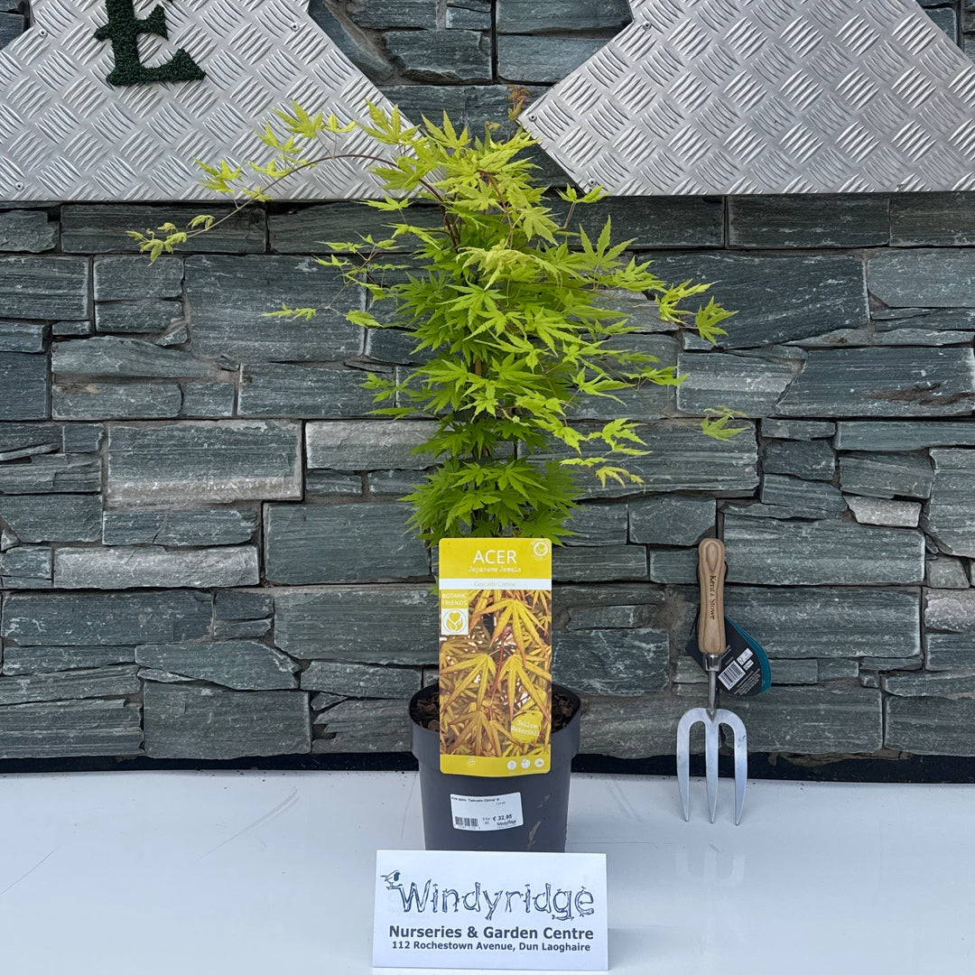 Acer palm. 'Cascade Citrine' ® - Trees - Windyridge Garden Centre
