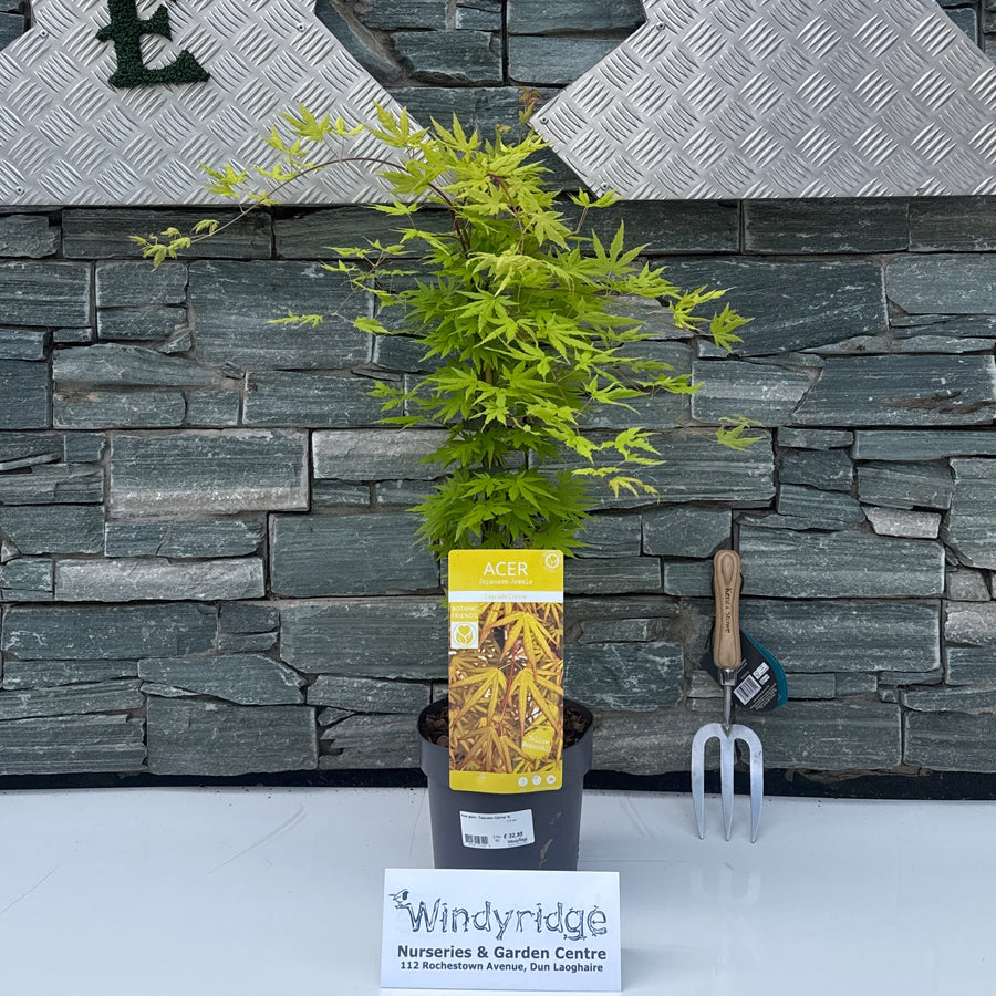 Acer palm. 'Cascade Citrine' ® - Trees - Windyridge Garden Centre