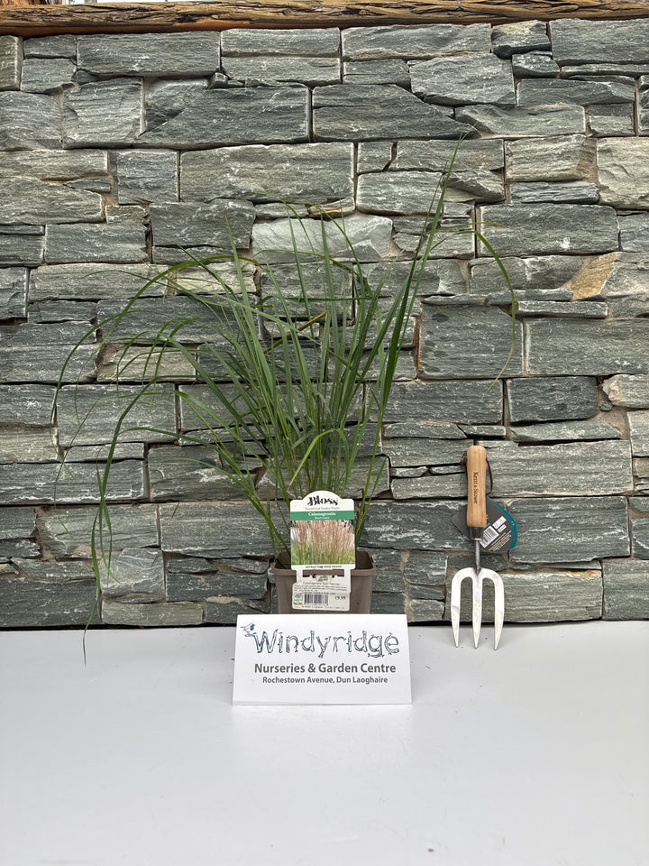 Calamagrostis Karl Foerster 2ltr pot
