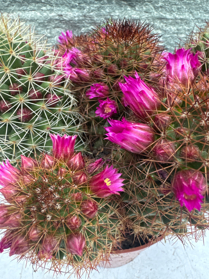 Mammillaria ernestii