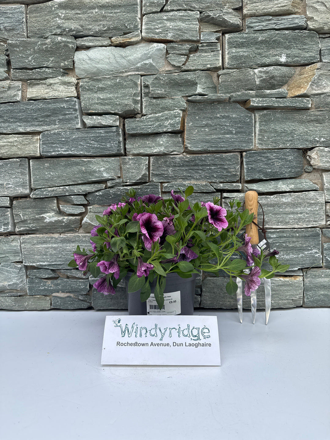 Petunia Viva Purple Vein - Bedding - Windyridge Garden Centre