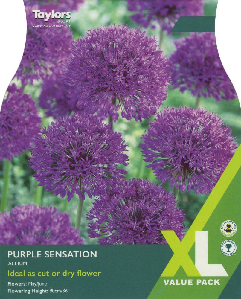 ALLIUM PURPLE SENSATION 18