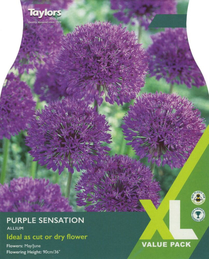 ALLIUM PURPLE SENSATION 18