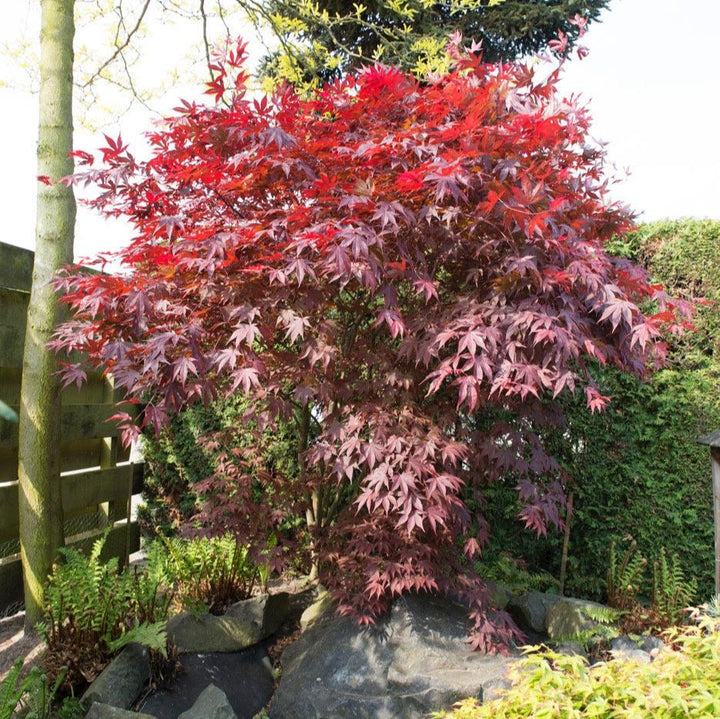 Acer Bloodgood