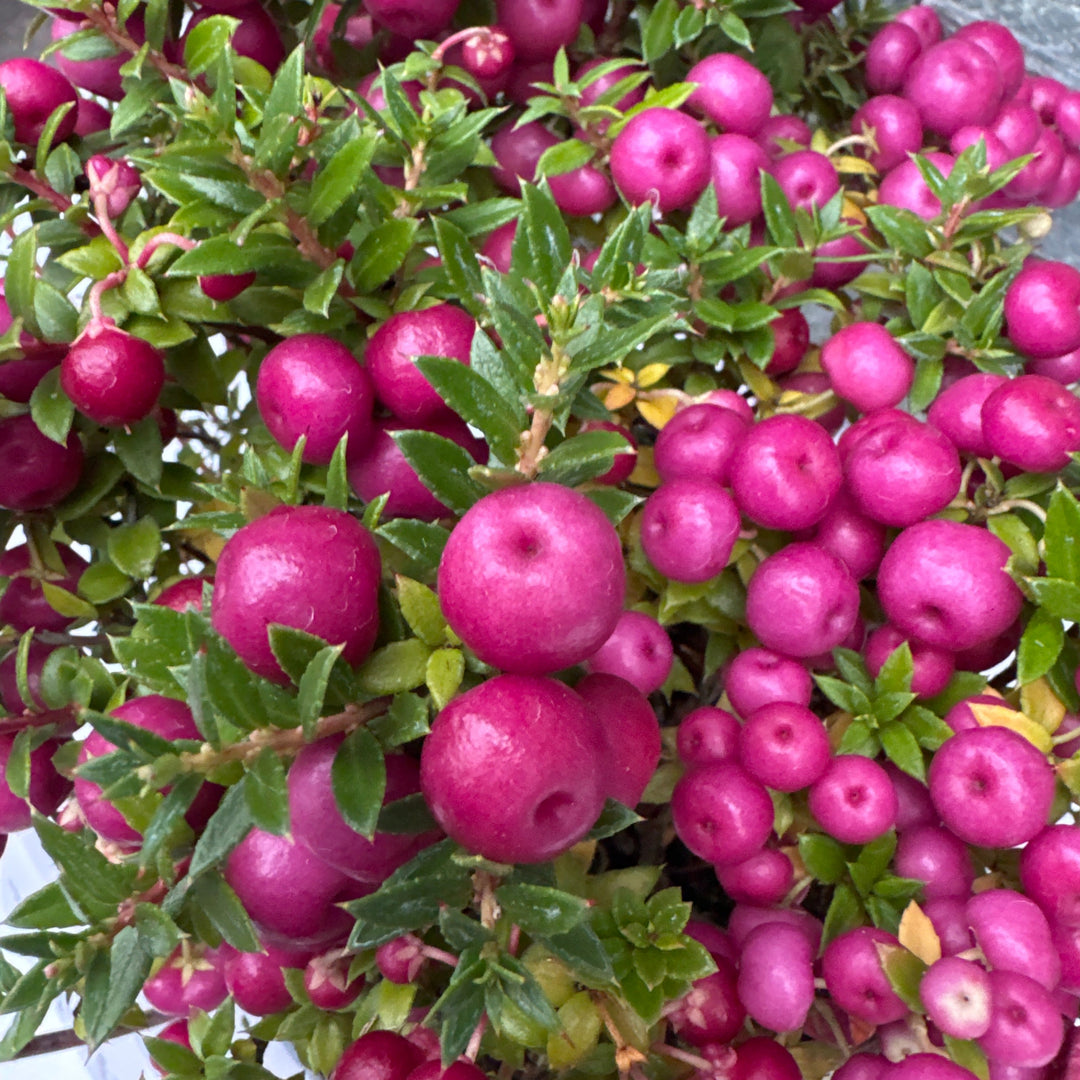 Pernettya mucronata pink  2 Ltr pot