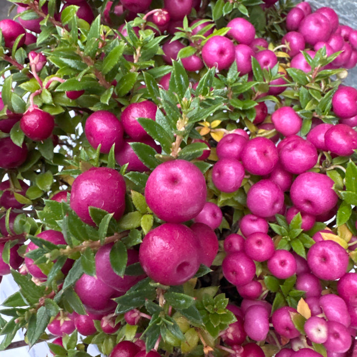 Pernettya mucronata pink  2 Ltr pot