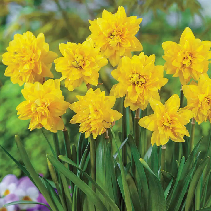 NAR BOTANICAL DOUBLE TETE BOUCLE X 10