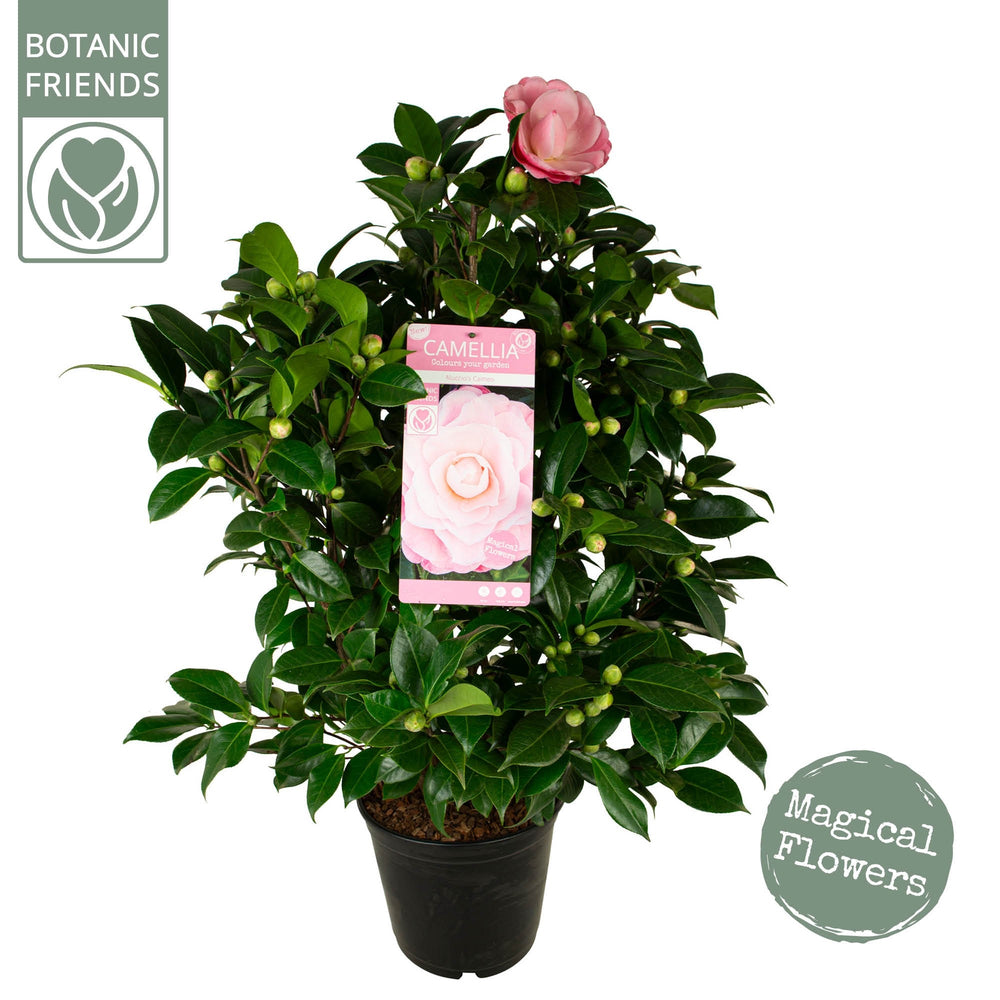 Camellia Jap Nuccios Cameo - Shrubs - Windyridge Garden Centre