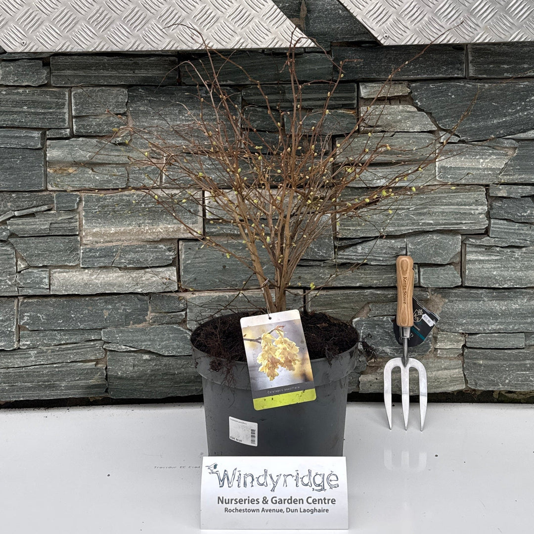 Corylopsis Pauciflora - Shrubs - Windyridge Garden Centre