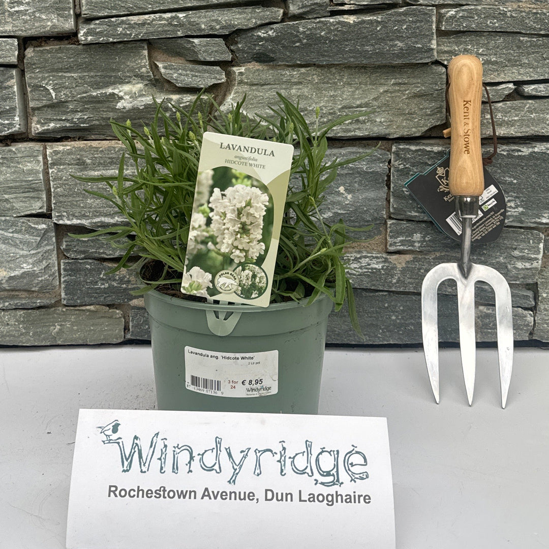 Lavandula Ang. 'Hidcote White' 2 Ltr Pot - Grow Your Own - Windyridge Garden Centre