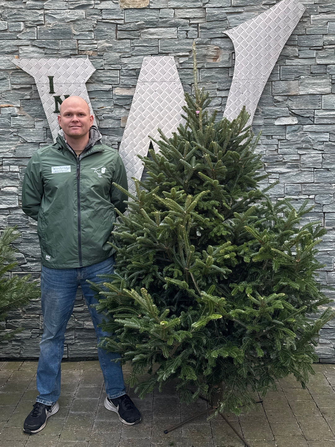 Real Christmas Tree Fraser Blue 5.9Ft-6.7Ft (175-200Cm) - Christmas Trees - Windyridge Garden Centre