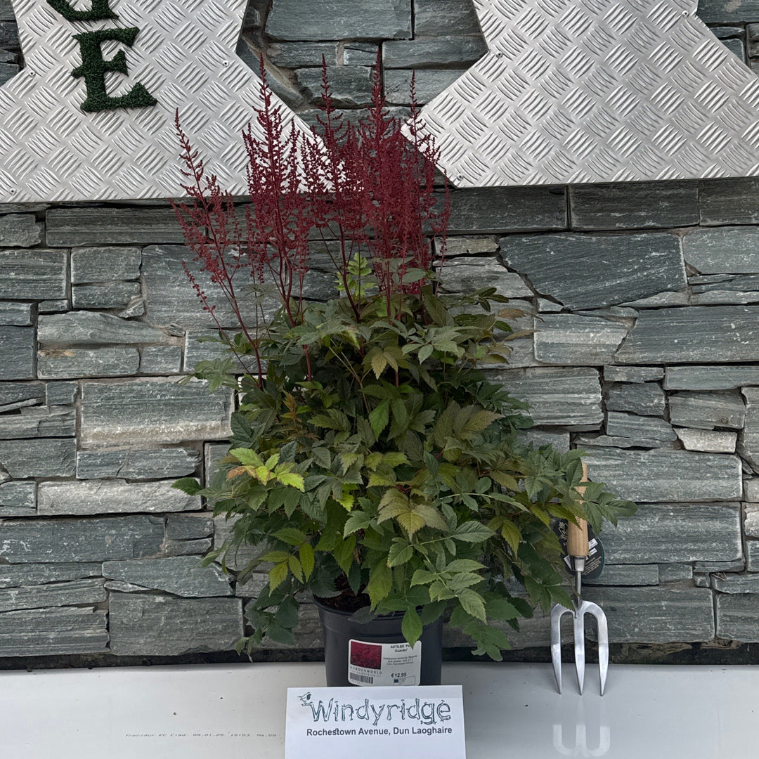 ASTILBE Paul Gaarder
