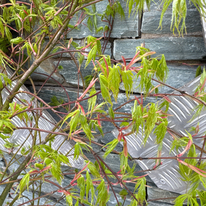 Acer pal. Dissectum