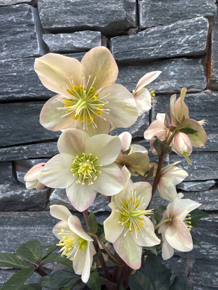 Helleborus Snow Rose Camelot