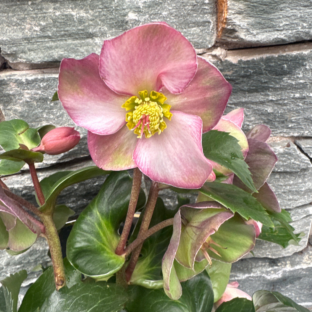 Pink flower with green leaves against a stone wall background