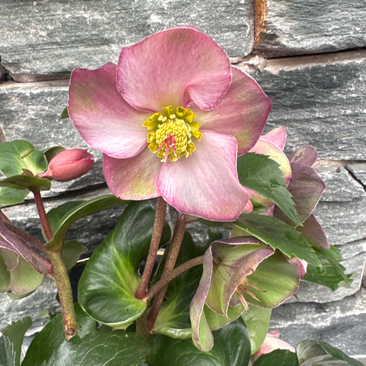 Pink flower with green leaves against a stone wall background