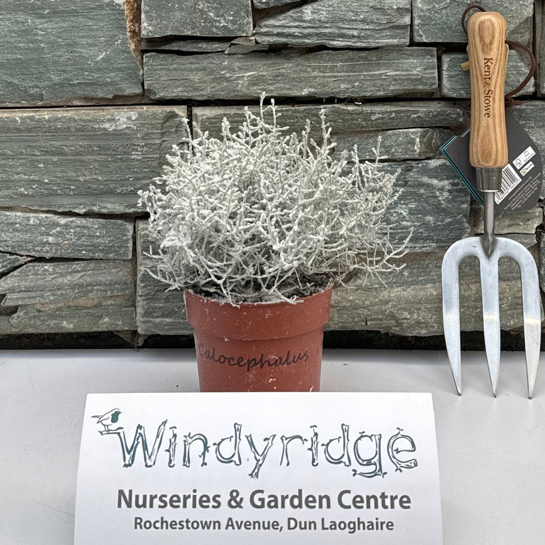 Calocephalus + snow  P12