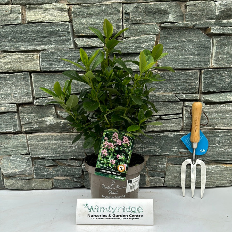 Escallonia Pink Elle - Shrubs - Windyridge Garden Centre