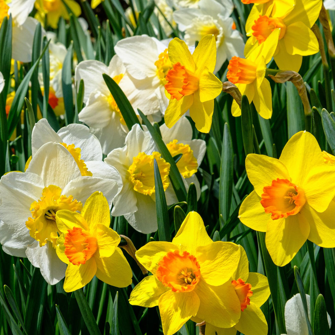 Daffodils Mixed Colors 2kg net
