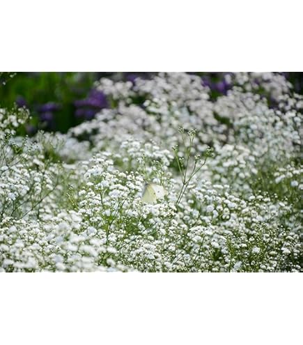 Gypsophila Diamond Spray - Seed Packets - Windyridge Garden Centre