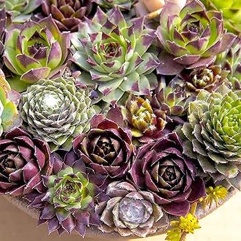 Unwins Houseplant Succulent Mix (Sempervivum) - Seed Packets - Windyridge Garden Centre