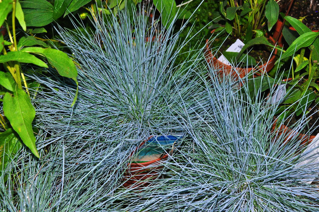 Festuca glauca Intens Blue