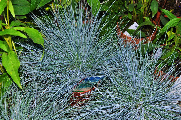 Festuca glauca Intens Blue