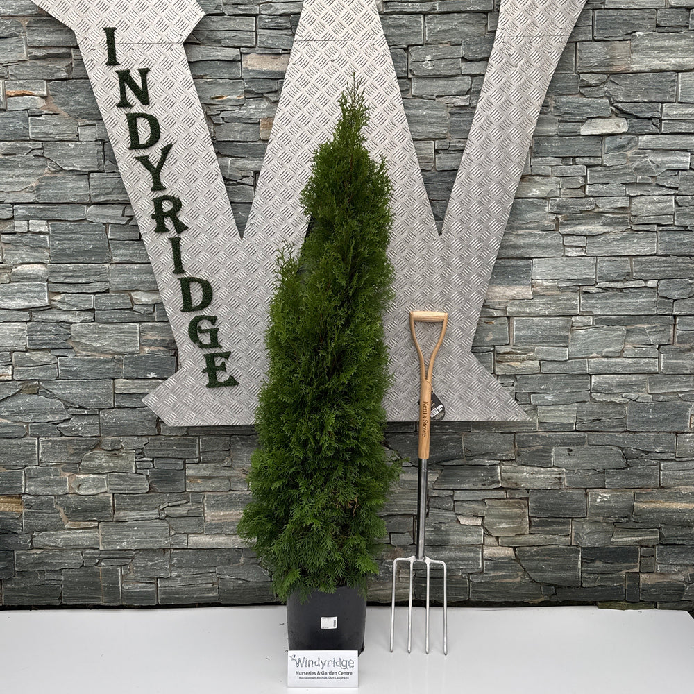 Thuja Occ. Smaragd - Shrubs - Windyridge Garden Centre