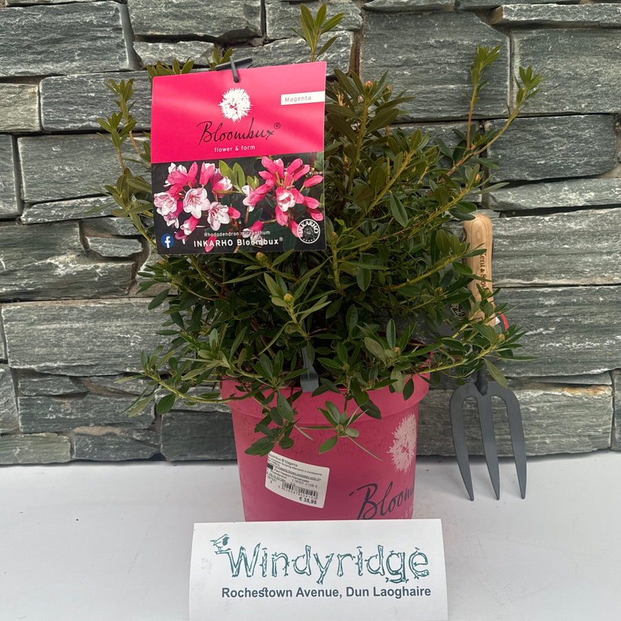 Bloombux  Magenta - Shrubs - Windyridge Garden Centre