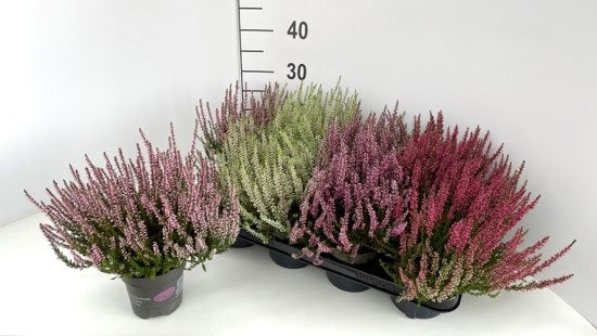 Calluna-vulg.-Garden-Girls-mix-Potted-2