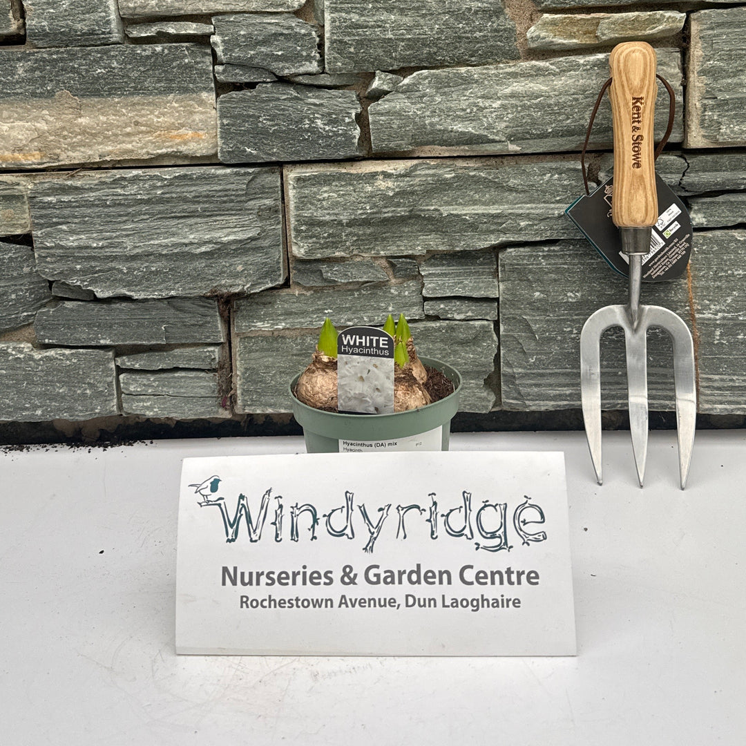 Hyacinthus (DA) mix  P12