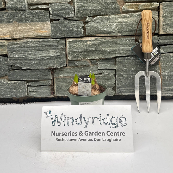 Hyacinthus (DA) mix  P12