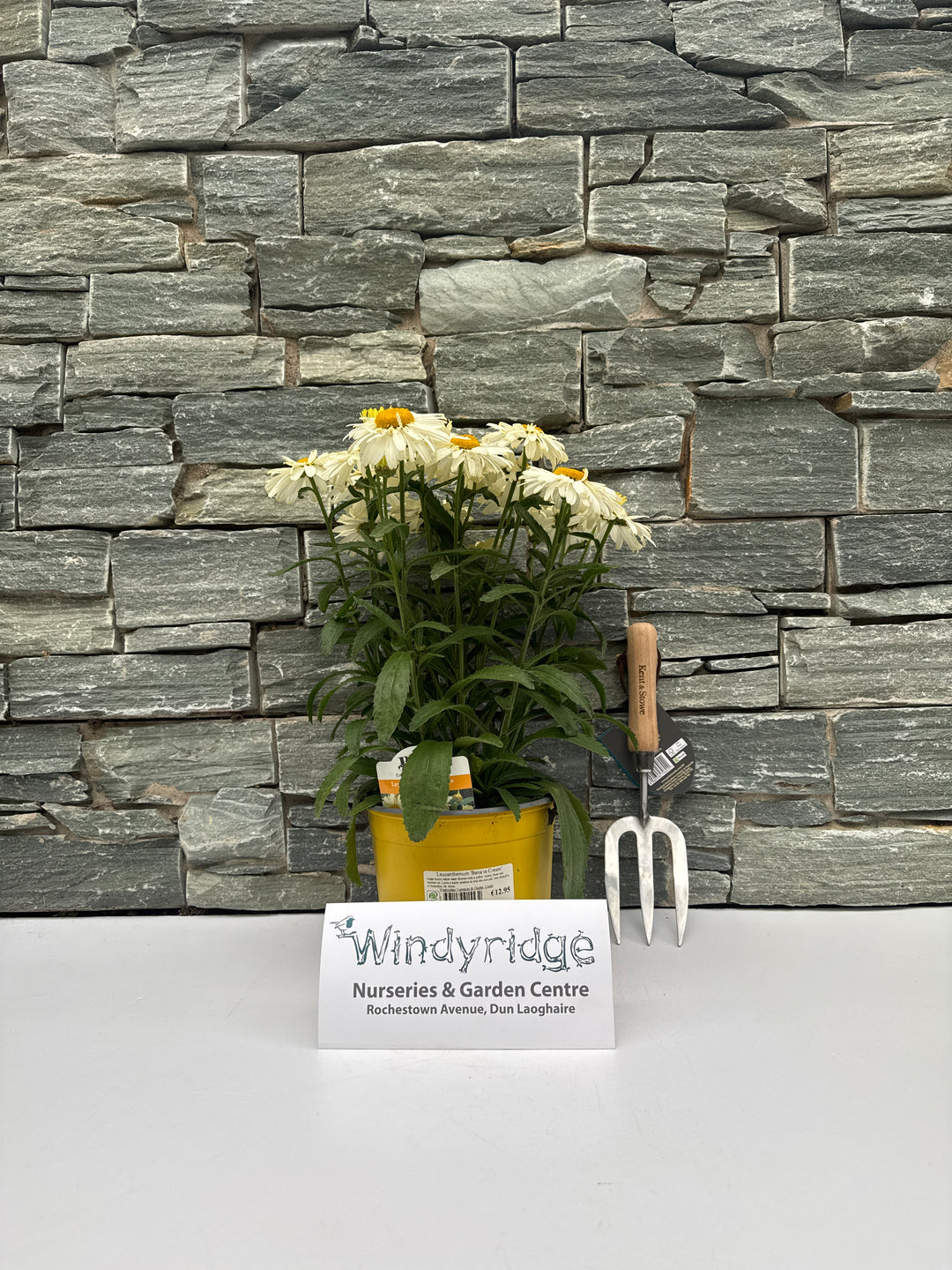 Leucanthemum Banana Cream 3lt Pot
