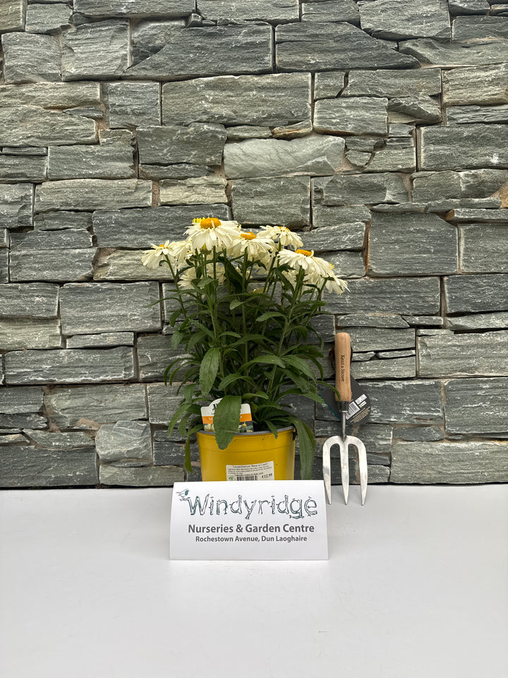 Leucanthemum Banana Cream 3lt Pot