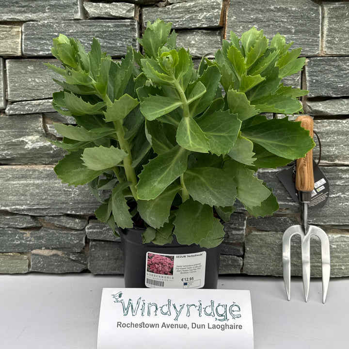 SEDUM Herbstfreude 3L