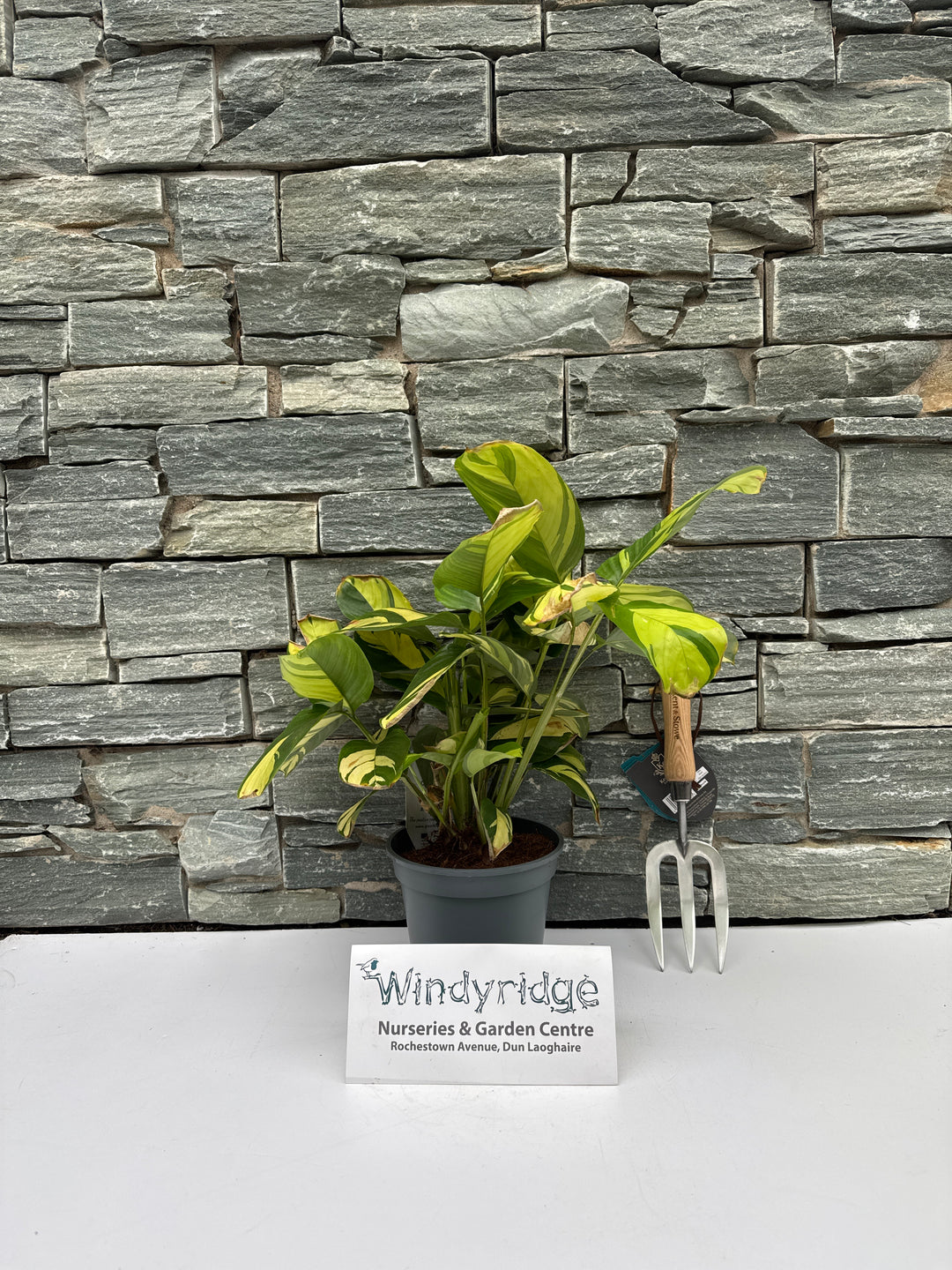 Ctenanthe Golden Mosaic  P17