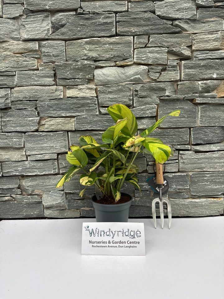 Ctenanthe Golden Mosaic  P17