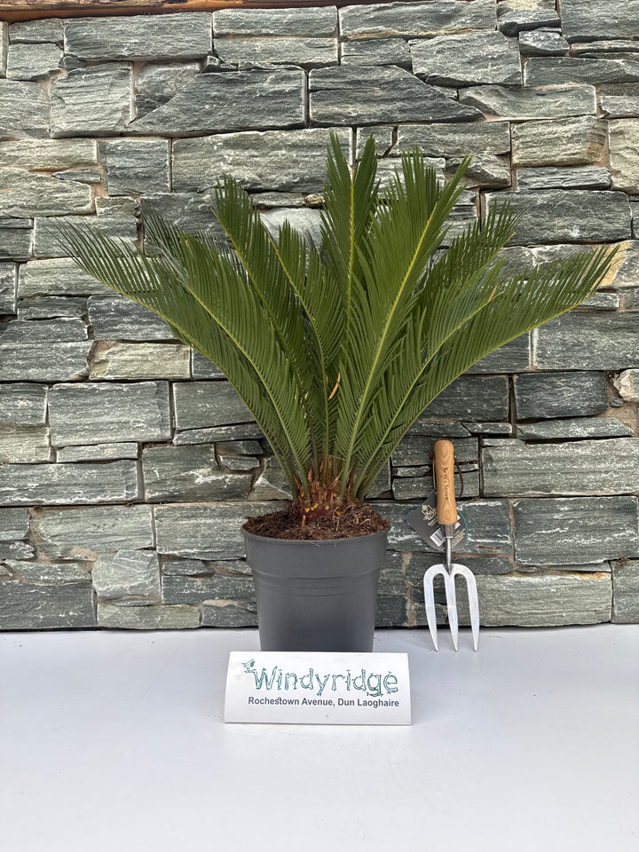 Cycas revoluta
