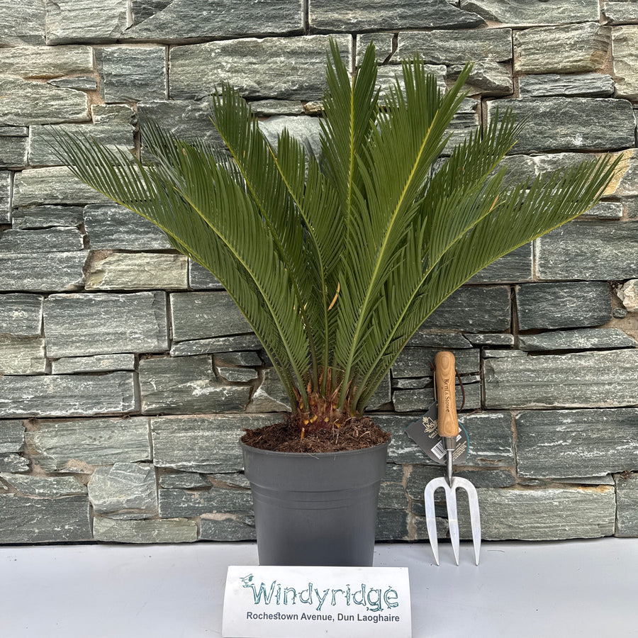 Cycas Revoluta - Indoor Plants - Windyridge Garden Centre