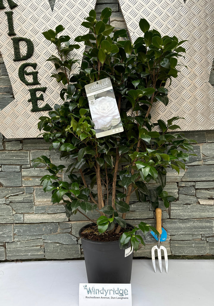 Camellia j. Centifolia Alba  80-100 CM C10