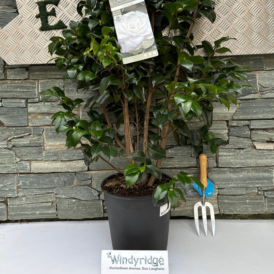 Camellia J. Centifolia Alba  80-100 Cm C10 - Shrubs - Windyridge Garden Centre