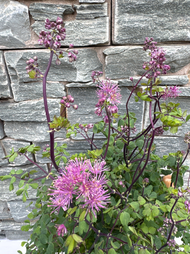 THALICTRUM Splendide